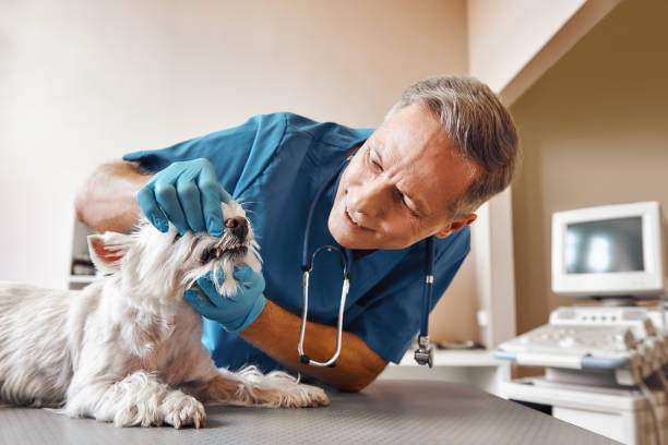 Best Emergency Broken Tooth Repair in Edgemoor, DE